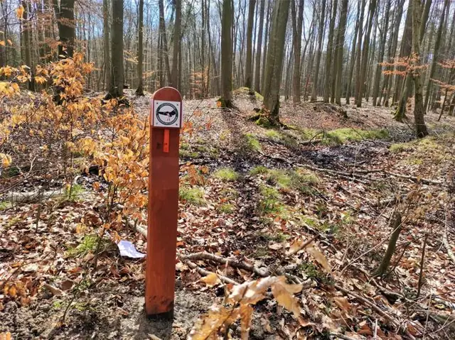 Słupek wśród buków