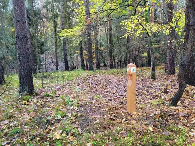 Punkt w liściastym zakątku lasu