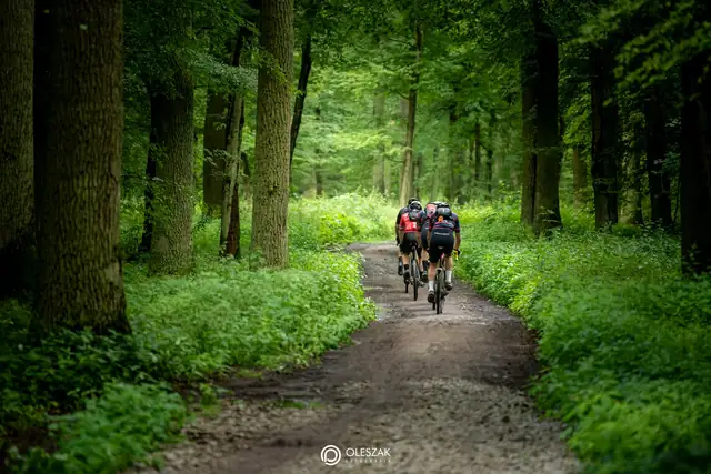Zielony tunel leśnej drogi