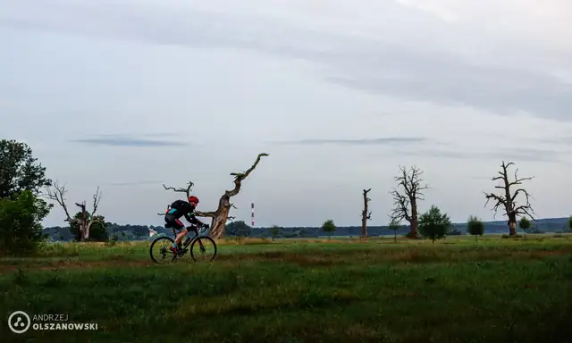 Sylwetki suchych drzew nad łąką